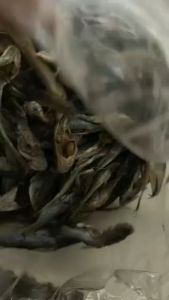 ปลาแขยง ปลาแขยงตากแห้ง ปลาแห้ง 1กิโลกรัม สะอาด มีราคาส่ง มีเก็บปลายทาง