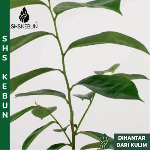 Anak Pokok Durian Belanda Soursop Plant Annona Muricata Live Plant Pokok Buah 红毛榴莲 SHS Kebun