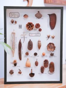 SHANCHEN | Butterfly Shell Specimen Animal Plant Leaf Fruit Stone Insect 3D Hollow Frame