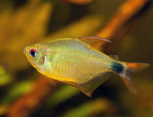 Kitty Tetra/Ornamental fish/Freshwater/Readystock