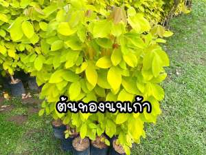 ต้นชะแมบทอง สูง80-100ซม.(ต้นทองนพเก้า) ต้นใหญ่แข็งแรง ปลูกประดับ
