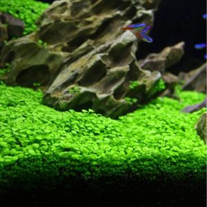 Biji Benih Rumput tanaman Akuarium Bibit Aquascape Carpet Seed Bibit Benih Tanaman Air Benih Carped Seed Benih Tanaman Karpet Rumput Aquarium Bibit Benih Rumput Aquascape Seeds Big Leaf Small Leaf Hair Grass Love Grass Lucky Lover lucky leaf big fascue