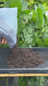 เอ็นกรีน แหนแดงแห้ง ปุ๋ยพืชสดจากธรรมชาติ 100%  แบบแห้ง ไนโตรเจนสูง ดูดซึมง่าย ใช้สะดวก