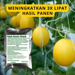 Pupuk Booster Blewah: Cara Meningkatkan Pertumbuhan Buah