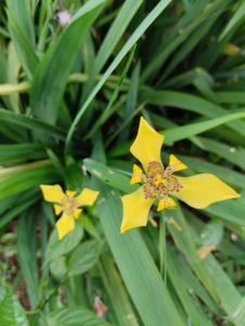 ต้นกล้าไอ้ริส10ต้น /เลี้ยงง่ายโตไว ออกดอกทั้งปี ทนแล้งกอใหญ่ปลูกกระถางหรือลงดินได้