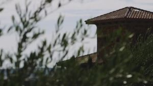 Terra Verde Extra Virgin Olive Oil: A Gourmet Finishing Oil from Texas