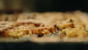 [Gifts for Couple] Settlers Honey Manuka UMF 10+ & 15+ (250g x 4 bot) 100% Pure NZ 麦卢卡蜂蜜 Madu Asli Tulen Intimate 性益处