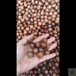 50gram hạt giống cây mắc ca tươi