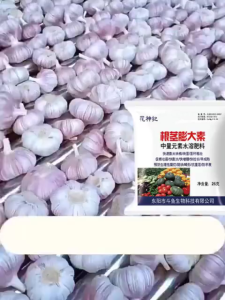 🥇เหง้าใหญ่ขึ้น 10 เท่า🥇ปุ๋ยเร่งหัวมัน ปุ๋ยมันสำปะลัง ปุ๋ยทางใบมันสำปะหลัง ปุ๋ยเกล็ดทางใบ ปุ๋ยกัชชา ปุ๋ยเร่งดอกไม้