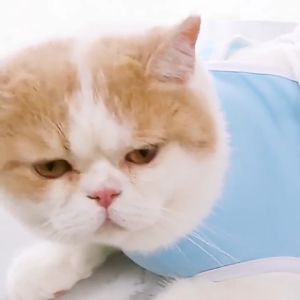 Cute Q 【Breathable Cotton】cat recovery suit cat surgery clothes pet recovery suit baju kucing Prevent Licking 绝育服