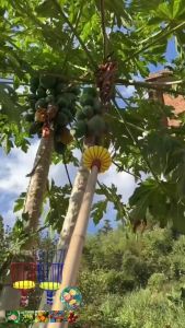 Dụng cụ hái trái cây trên cao bằng sắt có đệm mút chống dập đầu kẹp trái cây gắn cán tiện lợi -  Biosun Farm