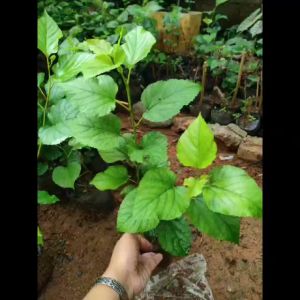 50 PCS MULBERRY CUTTINGS ILLINOIS EVERBEARING FAST GROWTH