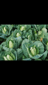 ไซแอมบาริล 85% (คาร์บาริล 85 %) 1 กิโลกรัมป้องกันกำจัด หนอนและแมลงหลายชนิน เช่น หนอนเจาะ ด้วงหมัดผัก เพลี้ยไฟ เพลี้ยไก่แจ้