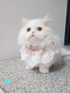 Rennas Cat Bib Dog Pet Jewelry Collar Bell Bow Tie Lace Knitted Saliva Towel Bib Necklace Pet Scarf