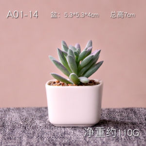 Bình Hoa Xương Rồng Mô Phỏng Nhỏ Bàn Làm Việc Văn Phòng Phong Cách Bắc Âu Trang Trí Hoa Cỏ Bằng Gốm Sứ Trang Trí Cây Cảnh Trong Nhà