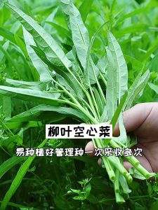 Chinese Kangkong Seeds /（100seeds） Upland Kang kong / Water Spinach Seeds