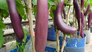 VALUE PACK (15 SEEDS) - BONSAI EGGPLANT LONG/FOR POT AND CONTAINER/EASY TO GROW/HYBRID/EASY TO HARVEST