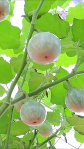 VALUE PACK (10 SEEDS) ILOCANO EGGPLANT SEEDS/BILOG/ROUND GREEN/EASY TO PLANT/EASY TO GROW