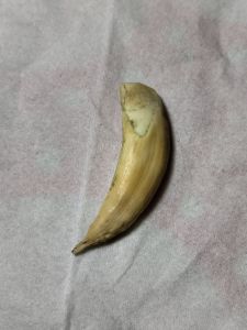 Koleksi artefak tarig tarcan asli stok terbatas