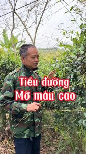 cây thìa canh lá nhỏ giống