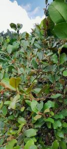 HERBAL TEH DAUN BENALU JERUK BALI FRESS / HERBAL DAUN BENALU JERUK BALI SEGAR per 1 kg