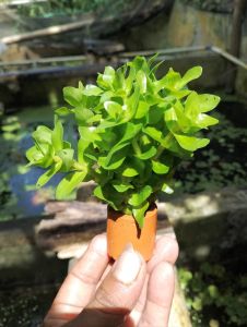 tanaman air aquascape bacopa Carolina media pot tanaman low co2 hiasan aquarium