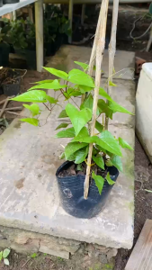 Cây Hoa Tigon - Dây leo mang màu sắc rực rỡ - Cho không gian sống thêm sang trọng!