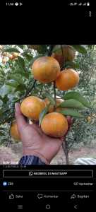 Bibit tanaman Jeruk Santang Madu