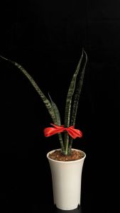 LAMOLEK FENGSHUI SANSEVIERIA TRIFASCIATA/BLACK CORAL/SNAKE PLANT-INDOOR LIVE PLANT/AIR PURIFYING PLANT-MEDIUM SIZE INDOOR PLANT HEIGHT MORE THAN 50CM