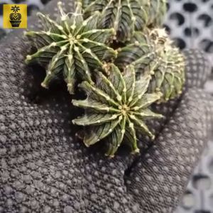 Gymnocalycium LB2178 Aqua Dulce / Nice Ribs / Cactus Succulents / Kaktus Sukulen