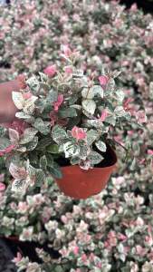 #ต้นโตเกียวสโนว์(Tokyo snow) #ด่างชมพู กระถาง 5นิ้ว ต้นโตเกียวสโนว์ พันธุ์ไม้ยืนต้นมีใบโดดเด่น สวยงามของสีสัน และรูปร่าง “ ต้นโตเกียวสโนว์ “ พันธุ์ไม้ต่างประเทศที่มาแรง เพราะสีสัน รวมไปถึงลักษณะของใบที่โดดเด่น และสวยงาม ☀️80% 🌸 วิธีการปลูกต้นตุ๊กแกด