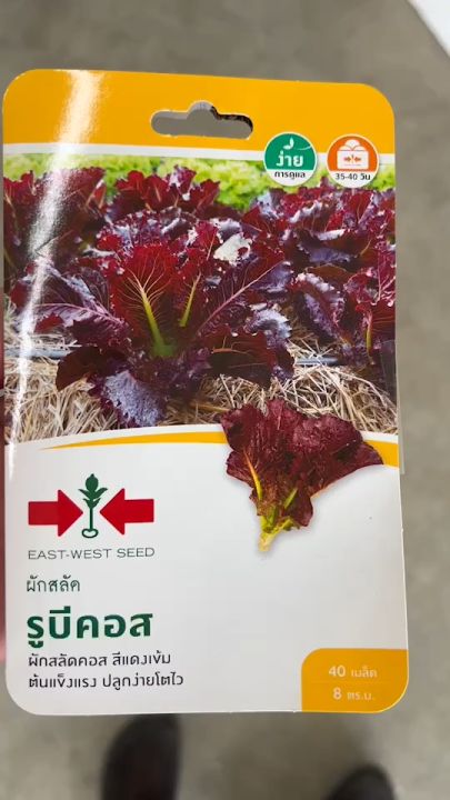 ศรแดง ผักสลัด รูบีคอส งอกดี