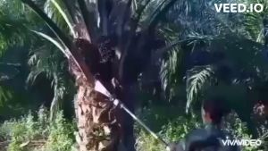 เครื่องแทงปาล์มน้ำมัน เครื่องตัดปาล์มน้ำมัน หัวเกียร์แทงปาล์ม หัวเกียร์ตัดปาล์มน้ำมัน ทนทาน ประหยัดค่าจ้างแรงงาน มีอนุสิทธิบัตร