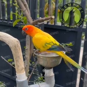 SEMPATI Rantai Kaki Burung Nuri Perlangi Puter Pelung Tekukur Derkuku Fullset Gelang Ring Borgol 7 Mm Free Flaying Ff Rantai Gelang Kaki Burung Perkutut Nuri Hijau Rantai Training Latih Burung Kakak Tua Kaka Tua Beo Merpati RTFL7M