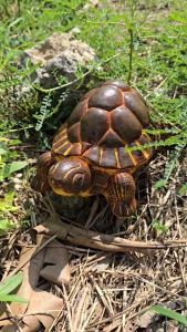 รูปปั้นเต่าเงินเต่าทองมงคลจัดสวน