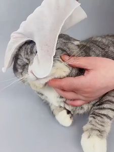 6PCS Pet Disposable Cleaning Gloves Cleaning Wet Wipes Deodorant Dry Cleaning Gloves Pets Spa Wash Free Grooming Glove