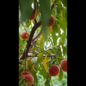 Bibit Buah Persik Asli & Okulasi Cepat Berbuah Super