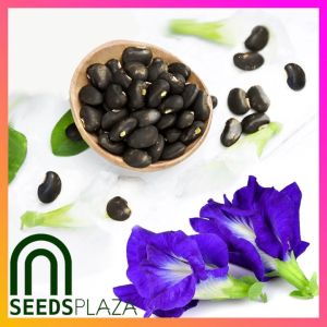 SeedsPLAZA™ - Clitoria Ternatea (10 Seeds) for Planting Herbal Plants + Instructions for Blue Butterfly Pea Plant Seed