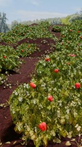 SELAI STRAWBERRY GF 500 GR