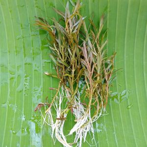 Red Croos Tanaman Aquascape Hiasan Aquarium