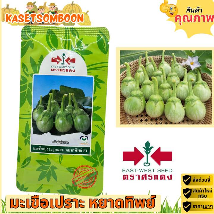 เมล็ดมะเขือเปราะ หยาดทิพย์ เจ้าพระยา ตราศรแดง ผลทรงหยดน้ำ หวานกรอบ