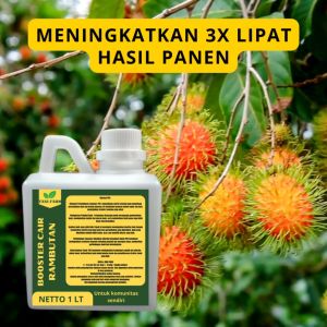 Pupuk Semprot Pelebat Buah Rambutan Pupuk Pelebat Buah Rambutan Pupuk Penyubur Buah Rambutan ZPT
