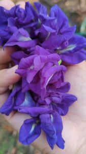 ดอกอัญชันสด 25ดอก เก็บใหม่ทุกวัน