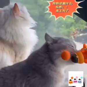 Catnip Wall Ball Cat Toy Pet Toy for Cats Clean Mouth Promote Digestion Kitten Candy Licking Snacks