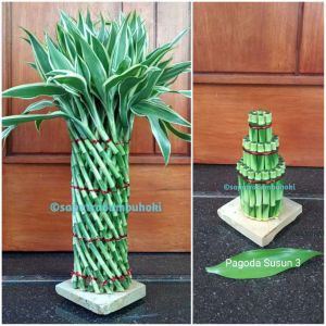 Bambu Hoki / Bambu Rejeki / Lucky Bamboo Model Sangkar 20 Tinggi 40-45cm