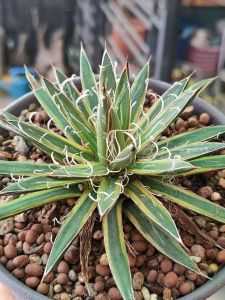 ทักแชทดูหน้าไม้ก่อนกดสั่งซื้อนะคะ Agave x leopoldii "Hammer time" ส่งทั้งกระถาง