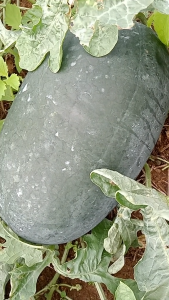 Benih Semangka DAIWO F1 JAWARA 5gr Original Segel Pabrik Produk Unggulan Jawara