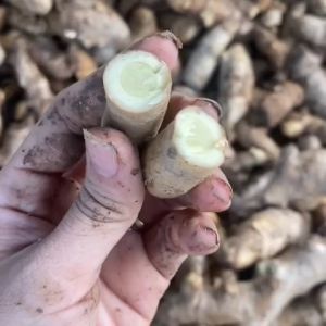 1kg NGẢI CHỐNG ĐỘC TƯƠI ( NÓI KHÔNG VỚI NGHỆ TRẮNG NHA KHÁCH)cam đoan 100% đúng hàng