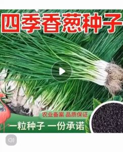 Biji Benih Daun Bawang(200 Seeds )/四季香葱籽/Spring Onions Seeds