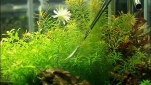 Plant Tools for Aquarium Stainless Steel Scissors Tweezers Fish Tank Aquatic Plant Cleaning Tools